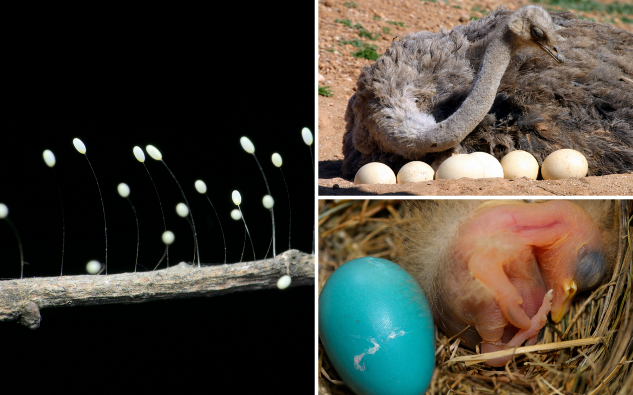 Nach diesen Eiern kann man an Ostern eher nicht suchen. 