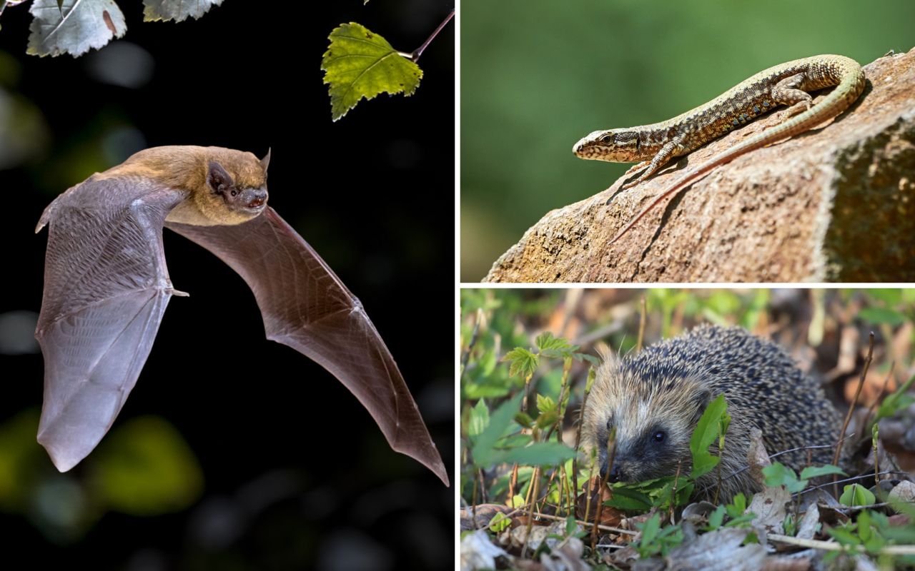 Nicht alle der tierischen Stadtbewohner werden regelmässig angetroffen. 