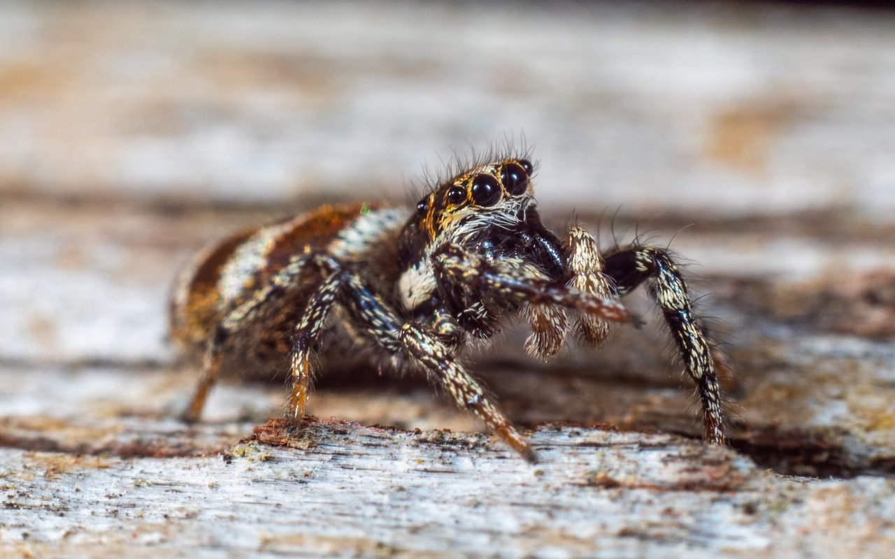 Die Mauer-Zebraspringspinne verirrt sich öfters in Wohnungen, sollte jedoch nach draussen gebracht werden.