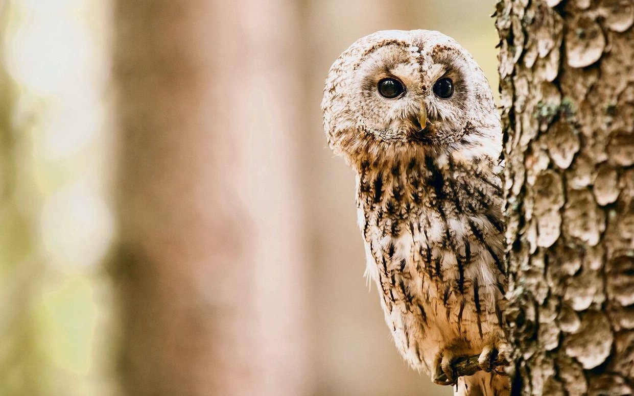 Der Waldkauz fühlt sich im Wildnispark Zürich pudelwohl.