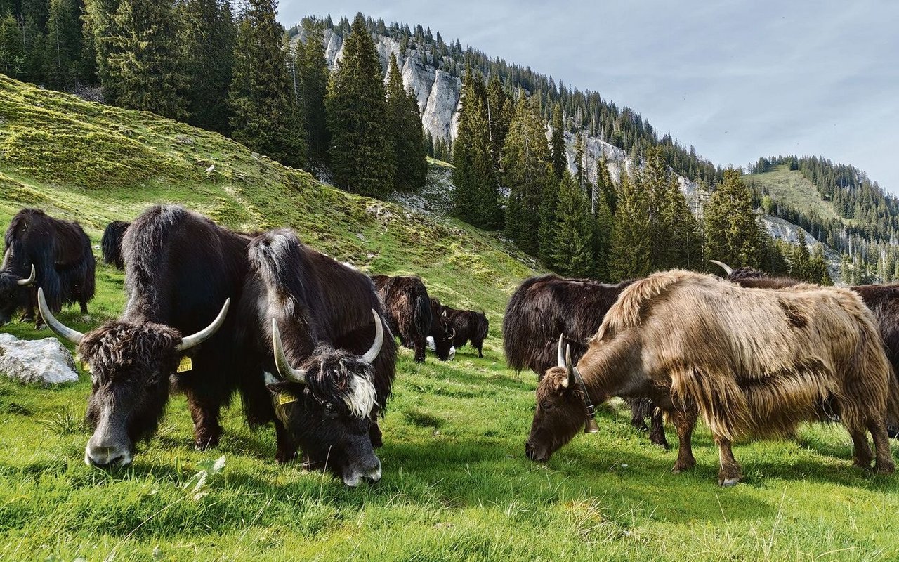 Oben angekommen, grasen die Yaks zufrieden weiter. 