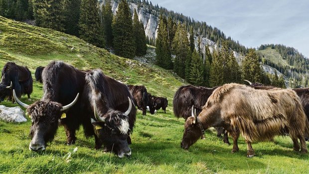 Oben angekommen, grasen die Yaks zufrieden weiter. 