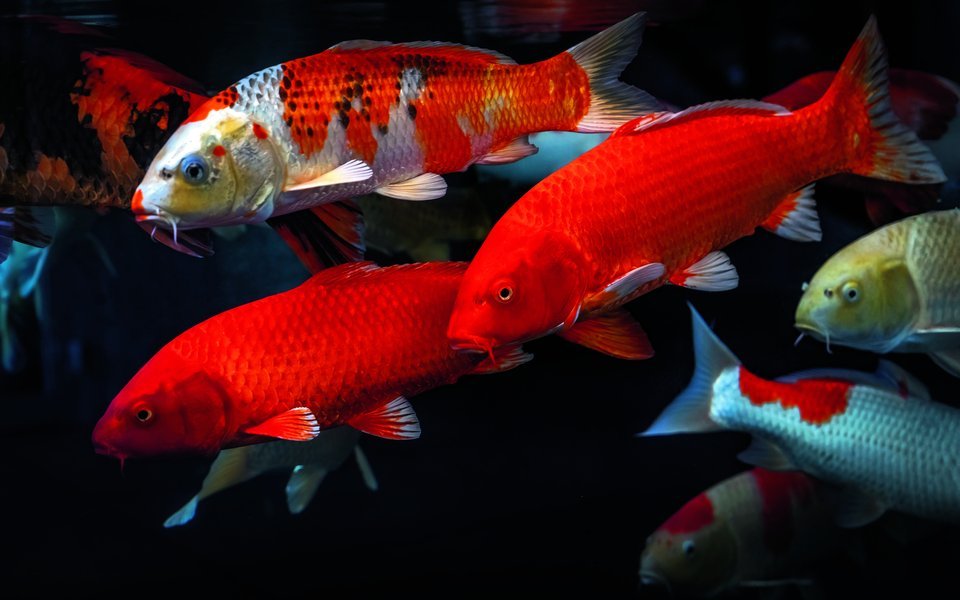 Der Koi ist ein grosser farbenprächtiger Karpfen der viel Platz und gute Wasserqualität braucht.