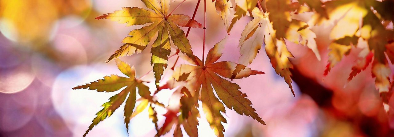 Japanischer Ahorn bringt Farbe in den Garten.