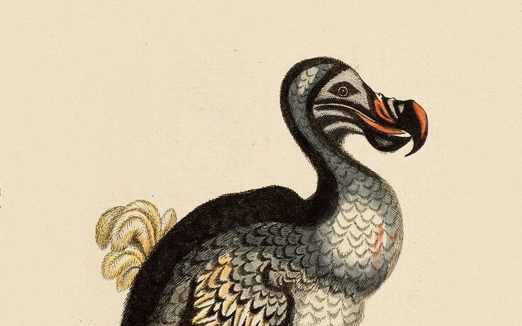 Der Dodo hatte einen Auftritt in Alice im Wunderland. In der Realität ist er seit etwa 1690 ausgestorben.