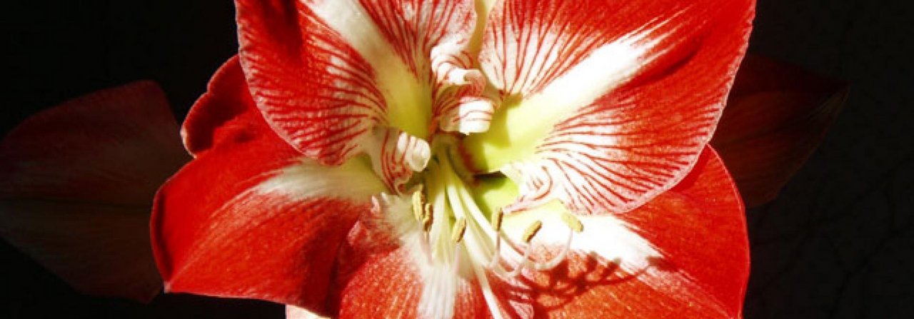 Amaryllis blühen in kräftigen Farben.