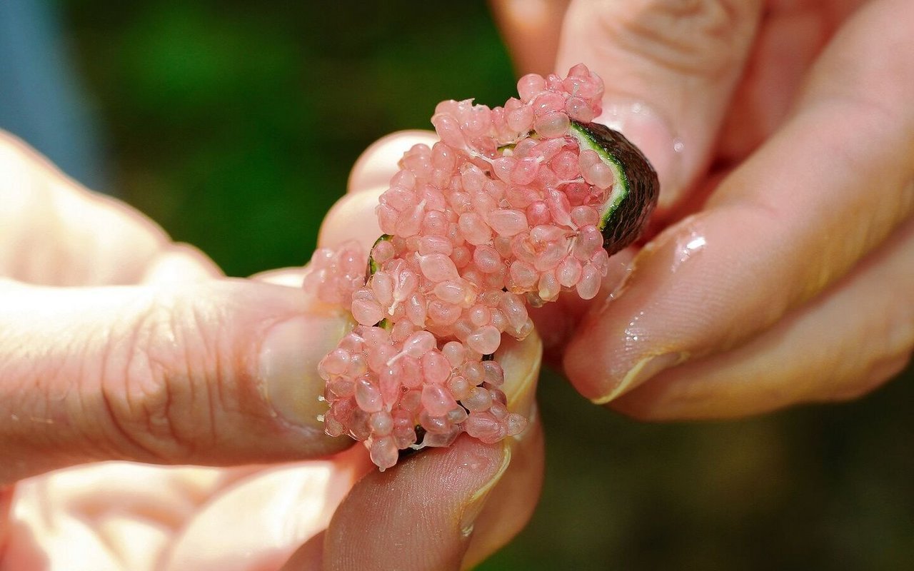 Fingerlimetten sind Zitrusfrüchte mit einem Fruchtfleisch wie Kaviar. 
