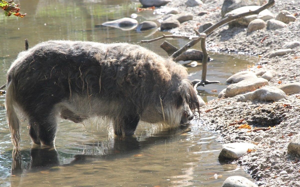 Das Wollschwein wühlt gerne im Schlick. 