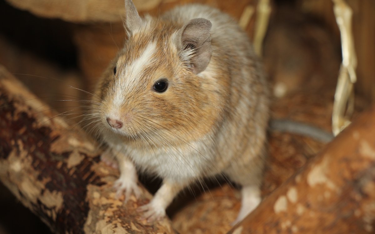 Degus sind südamerikanische Nager, die in Gruppen leben.