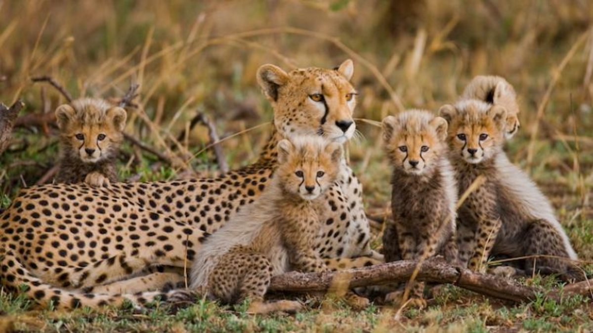 Von der Schönheit der Grosskatzen - tierwelt.ch | TierWelt