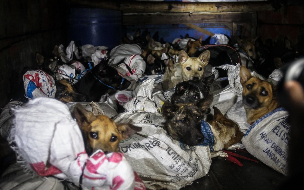 Eine Rettungsaktion der Indonesischen Polizei bewahrt 53 Hunde vor einer illegalen Schlachtung.