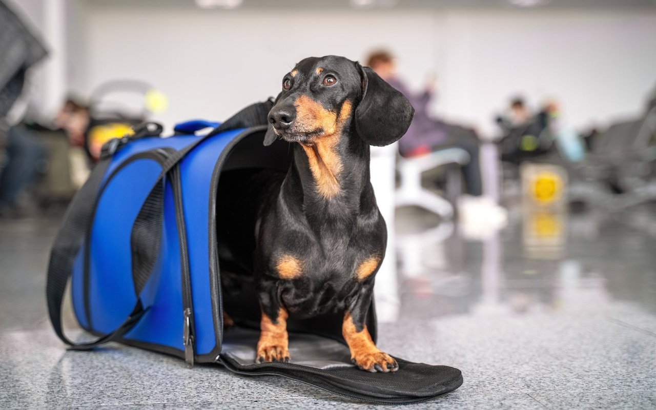 Kleine Hunde die in Körben oder Taschen auf dem Schoss sitzen, brauchen kein Ticket.