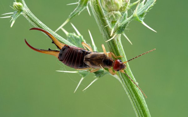 Wer hat Ohrwürmer im Garten? tierwelt.ch TierWelt