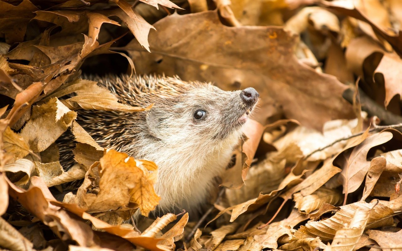 In Laubhaufen finden Igel, aber auch andere Säuger, Reptilien, Insekten und Spinnen einen Unterschlupf im Winter.