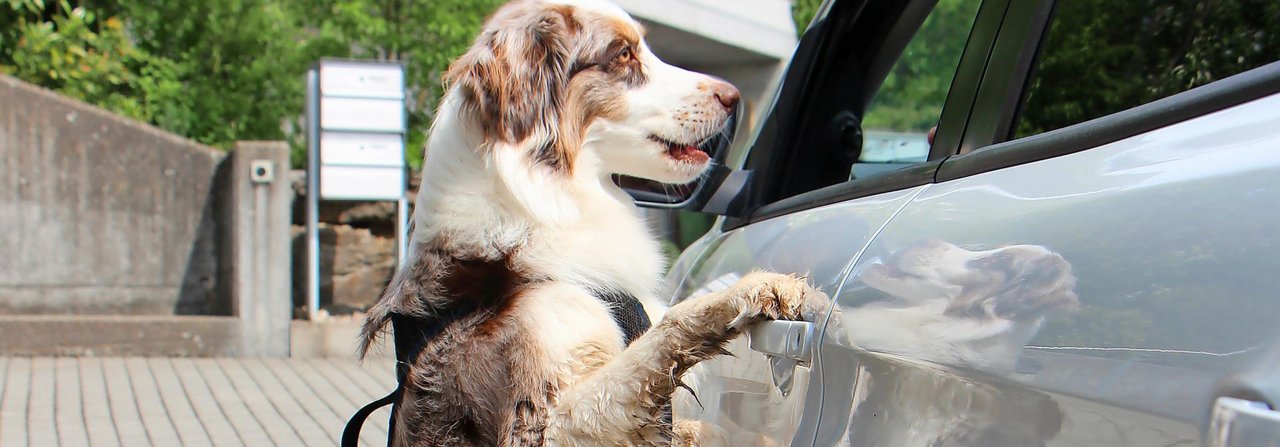 Ein klarer Fall: Ein Autolenker hält an und fragt den Hundehalter nach dem Weg. Dabei springt der Hund am Auto hoch und verursacht Kratzer – dafür haftet der Halter.