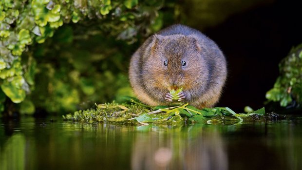 Schermäuse sind in manchen Regionen stark an Wasser gebunden. Im Englischen werden sie deshalb auch «Watervoles» (Wassermäuse) genannt. 