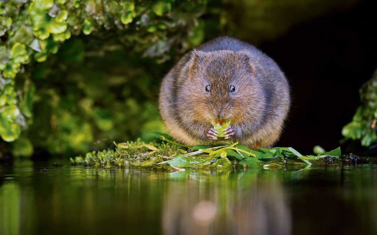 Schermäuse sind in manchen Regionen stark an Wasser gebunden. Im Englischen werden sie deshalb auch «Watervoles» (Wassermäuse) genannt. 