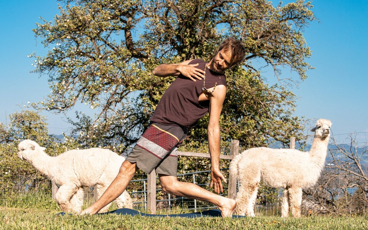 Die Saison für Alpaka Yoga dauert von April bis September. 