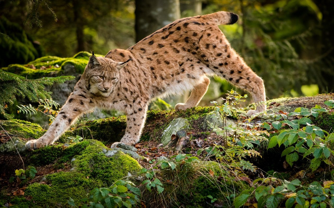 Symbolbild: Der Luchs wurde an vielen Orten in Europa ausgerottet. 