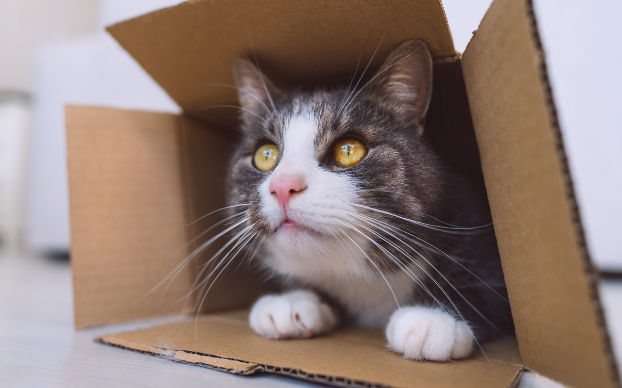 Ob gross oder klein: Katzen lieben es, sich in Schachteln zu setzen.