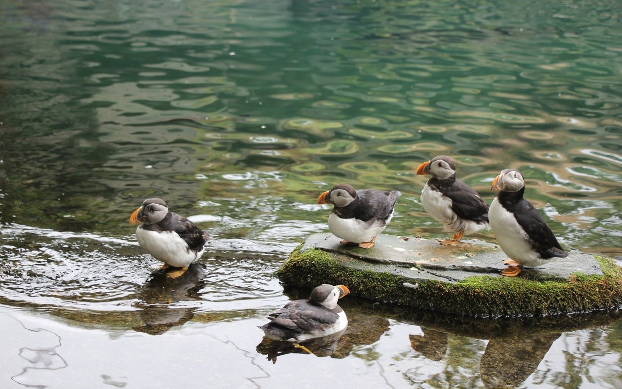 Der Tierpark Bern ist einer der ganz wenigen Zoos Europas, welchen die Haltung und Zucht von Papageitauchern gelingt. 