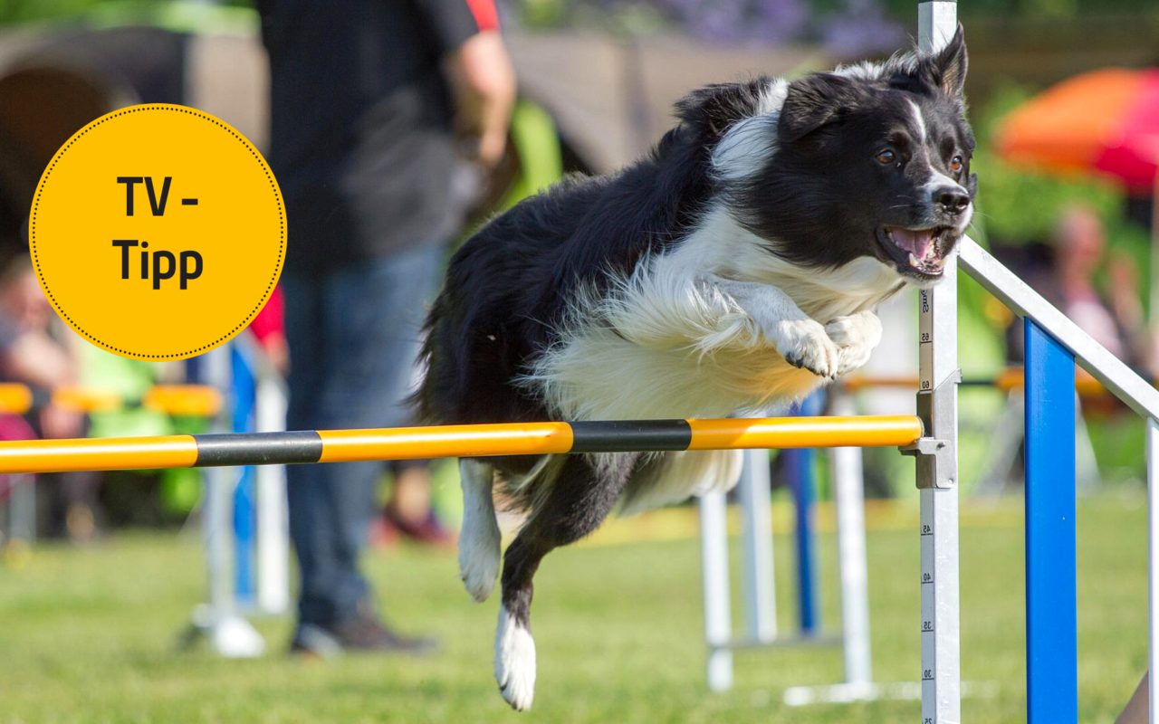 In der Sendung «Top-Dog Germany» müssen Hund und Besitzer einen schwierigen Hindernisparcours überwinden.