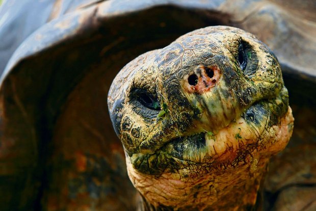 Harte Schale, weicher Kern: sensible Schildkröten.