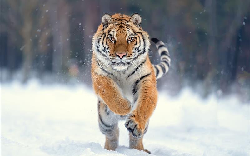 Der Tiger ist die grösste Raubkatze. Der Einzelgänger hat bis zu 150 Quadratkilometer grosse Reviere haben.