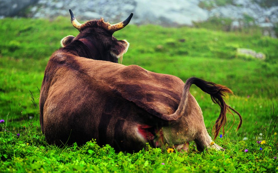 Kühe stehen wegen dem Methan im Fokus. 