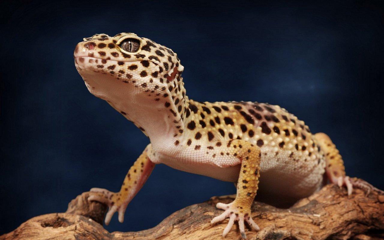 Leopardgeckos gehören wegen ihrer auffälligen Musterung und ihrer relativ unkomplizierten Haltung zu den beliebtesten Terrarientieren.