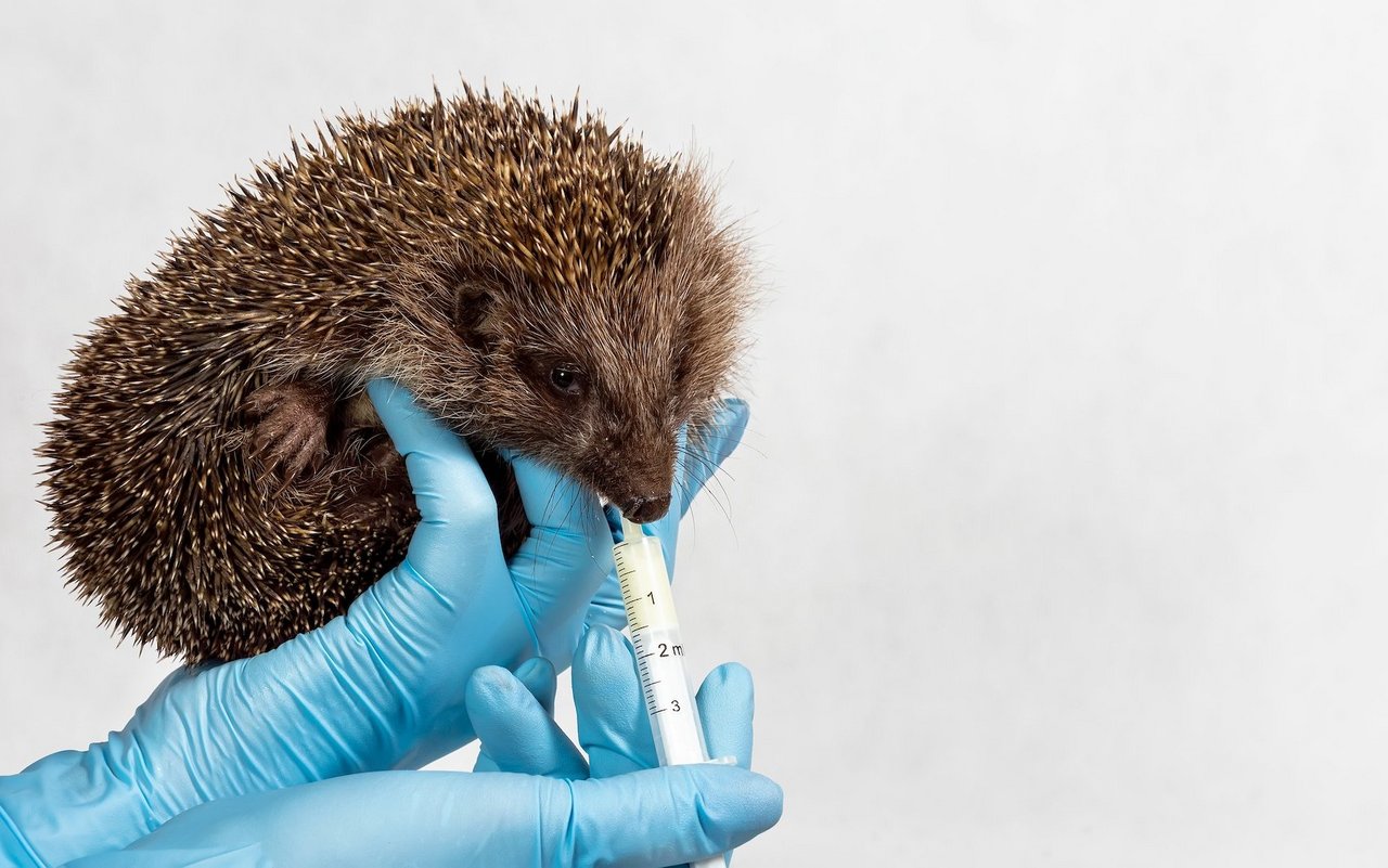 Ein verletztes oder krankes Tier so schnell wie möglich zu einem Tierarzt oder in eine Wildtierstation zu bringen, kann ihm das Leben retten.