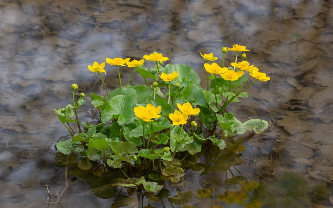 Die Früchte der Sumpfdotterblume werden vom Regen weggeschwemmt. 
