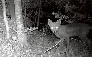 Der Fuchs ist ein relativ häufiges Motiv auf Wildkameras. 