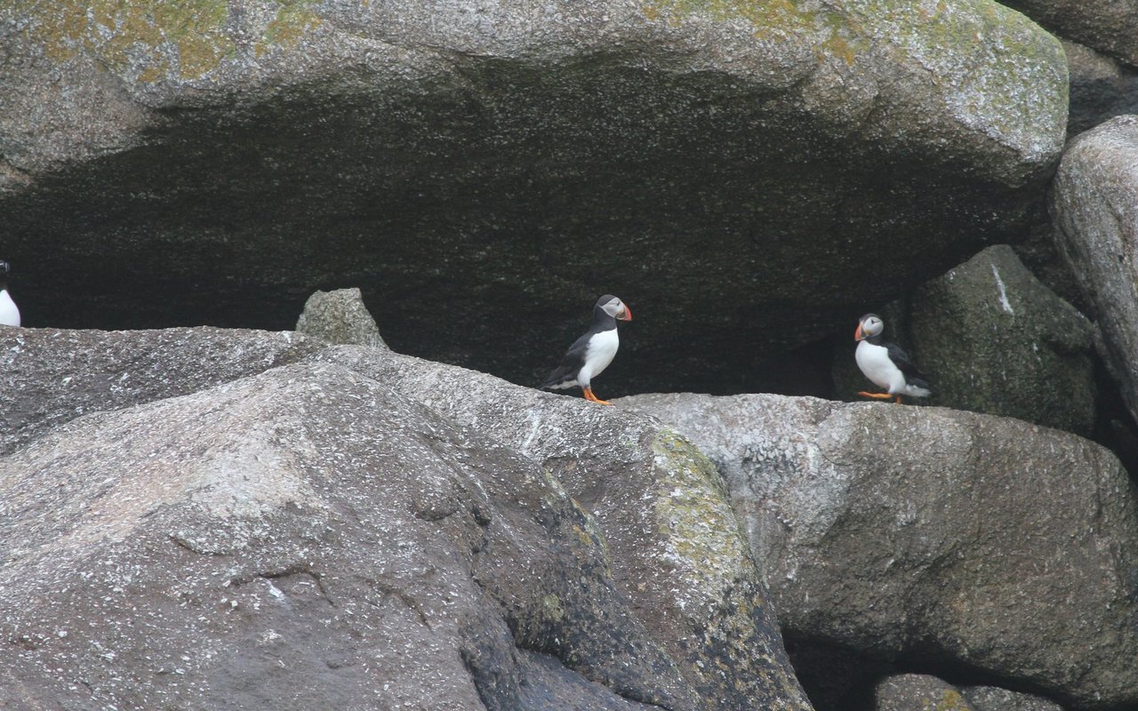 Die Skilly Islands vor der Küste Cornwalls gehören zum südlichsten Verbreitungsareal des Papageitauchers in Europa.