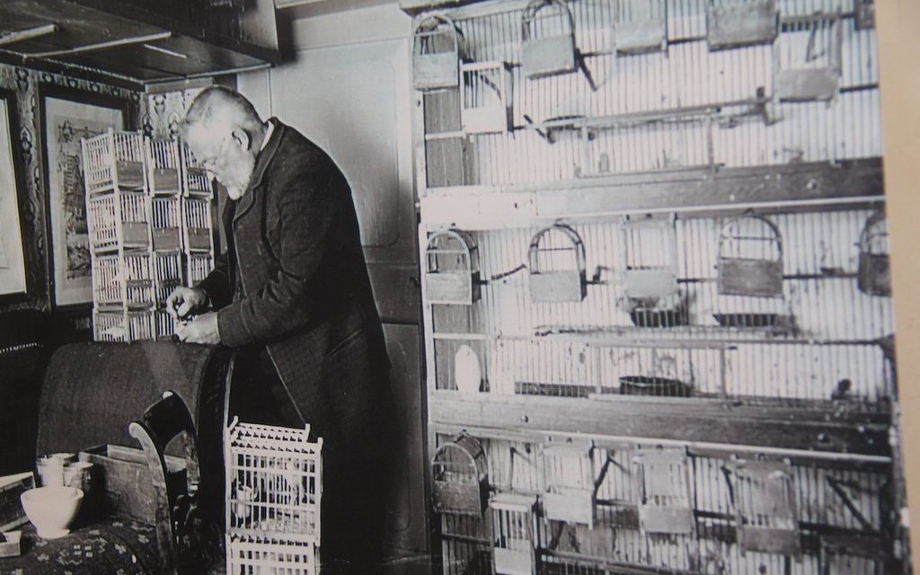 Ein Züchter vor seinen Zuchtkäfigen mit Kanarienvögeln zu Beginn des 20. Jahrhunderts. 