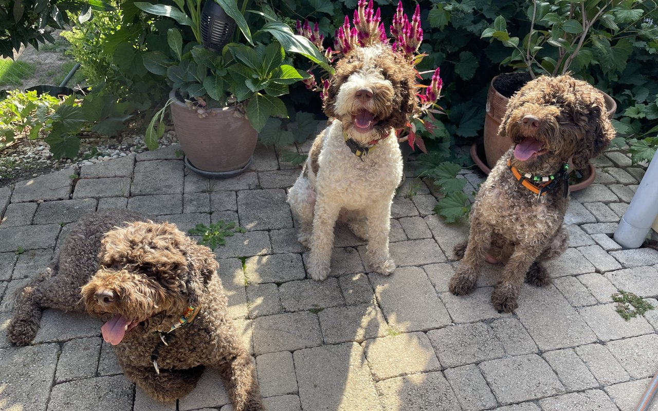3 erwachsene Lagotto-Hunde von Regula Berger. 