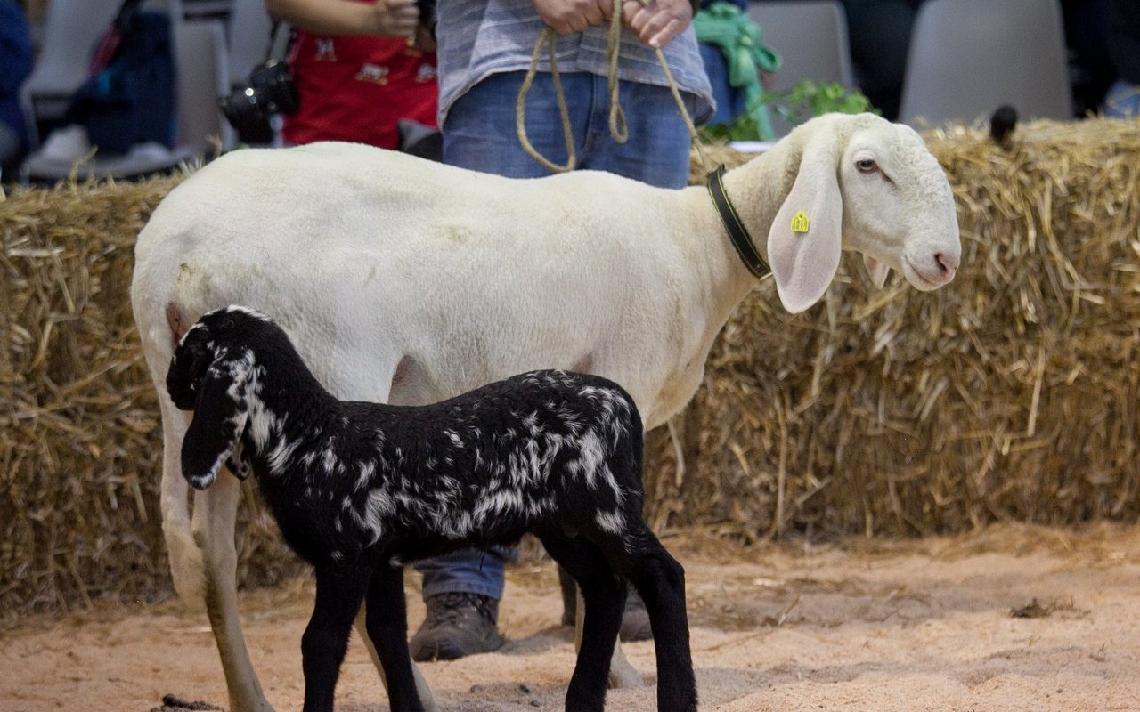 Ein Saaser Mutte Schaf mit Lamm. 