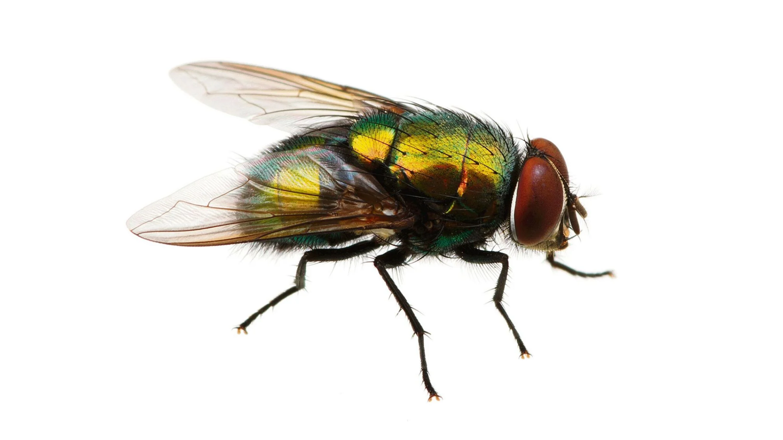 Schmeissfliegen (Calliphoridae)