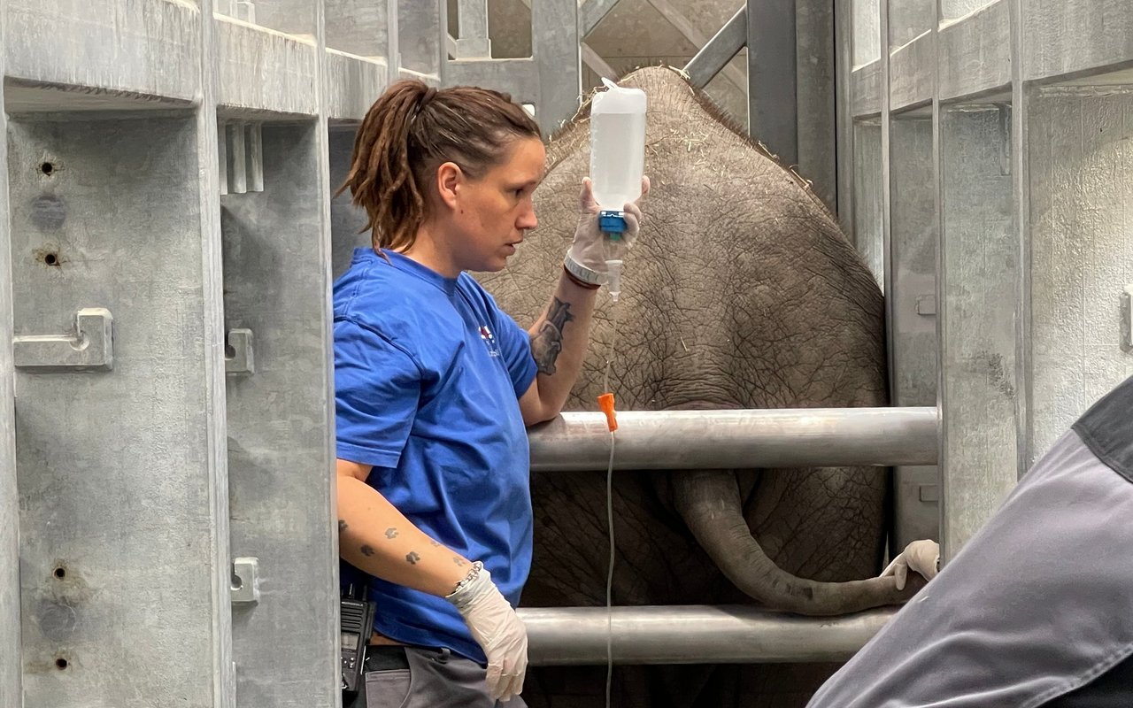 Die Tierärztinnen und Tierpflegerinnen sind unermüdlich im Einsatz für Umesh. 