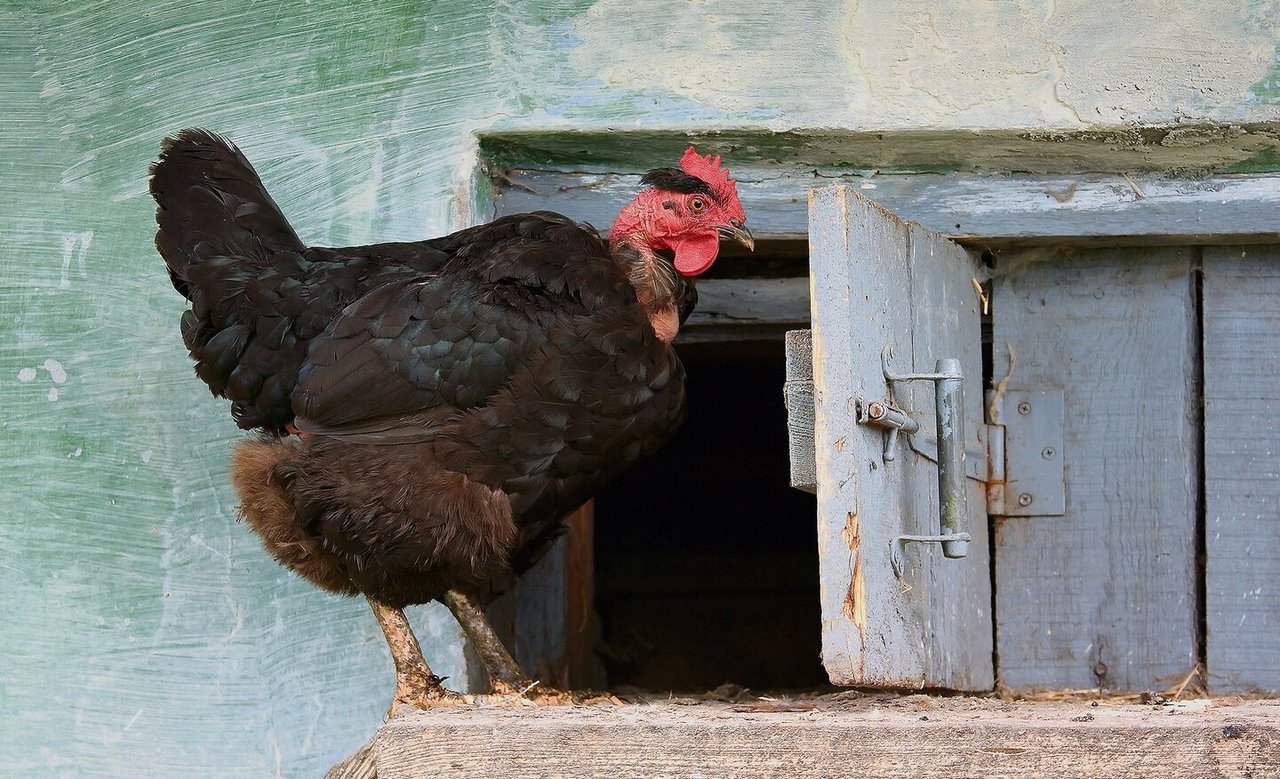 Auslauf auf grünem Gras ist für die Gesundheit von Hühnern sehr wichtig. Sie finden Sämereien und Insekten und erleben die Reize der Natur. In der Nacht gehören sie aber in einen sicheren Stall. 