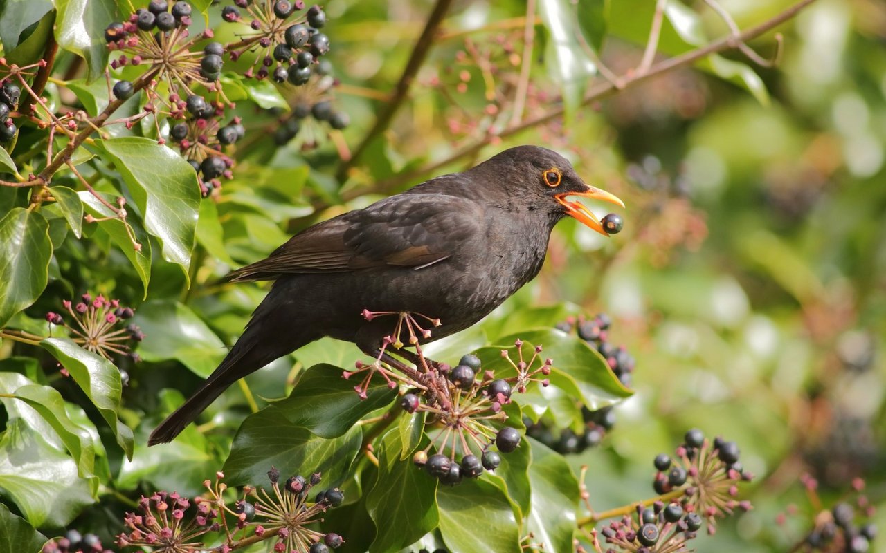 Efeu blüht spät im Jahr und an ihm können sich Vögel und Insekten gütlich tun. 