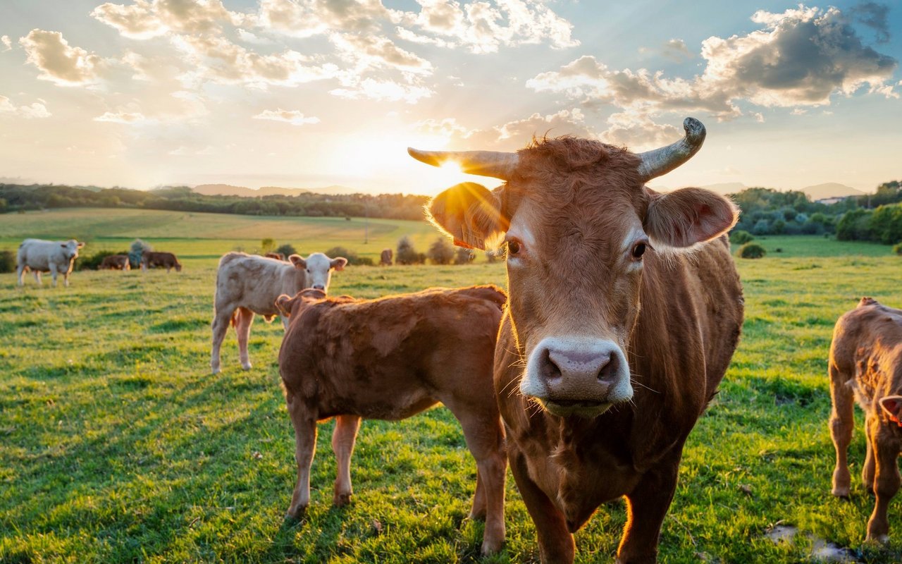 Behornte Kühe findet man in Deutschland fast nur in Öko-Betrieben.