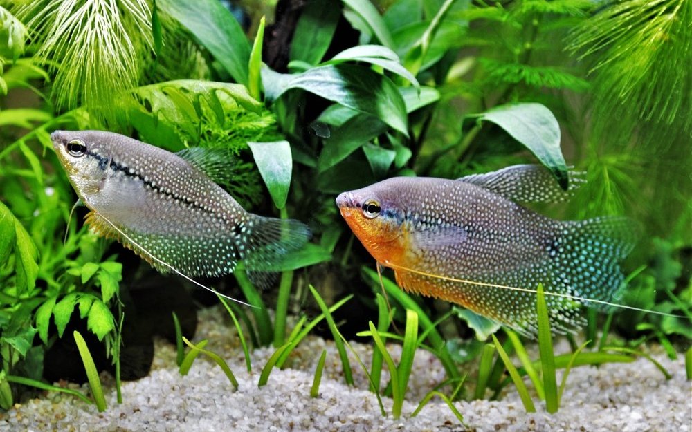 Labyrinthfische wie diese Mosaikfadenfische haben ein ruhiges Temperament und sollten nicht mit quirligen Barben vergesellschaftet werden. 