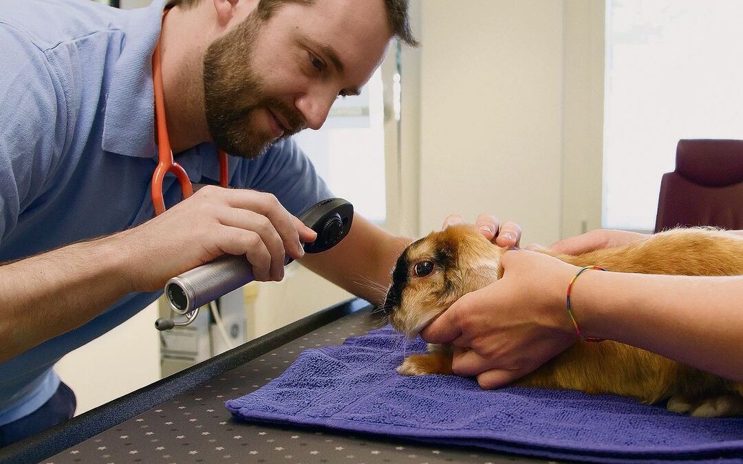 Kaninchen und Meerschweinchen landen regelmässig auf dem Behandlungstisch in der Tierarztpraxis Exoticus bei Tierarzt Samuel Frei. 