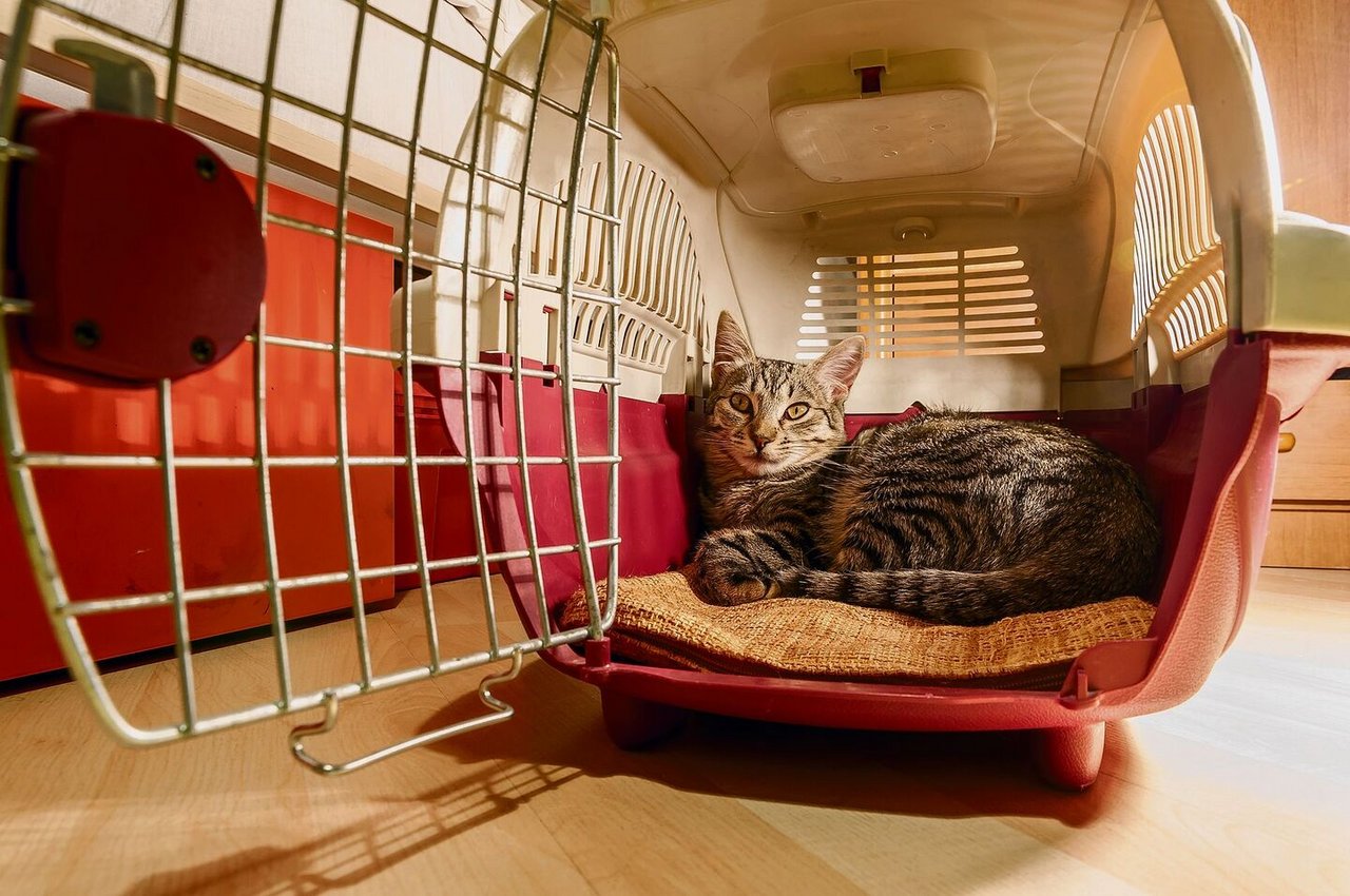 Die Transportbox ist für viele Katzen ein verhasstes Objekt. Die Besitzer können das Büsi aber damit vertraut machen.