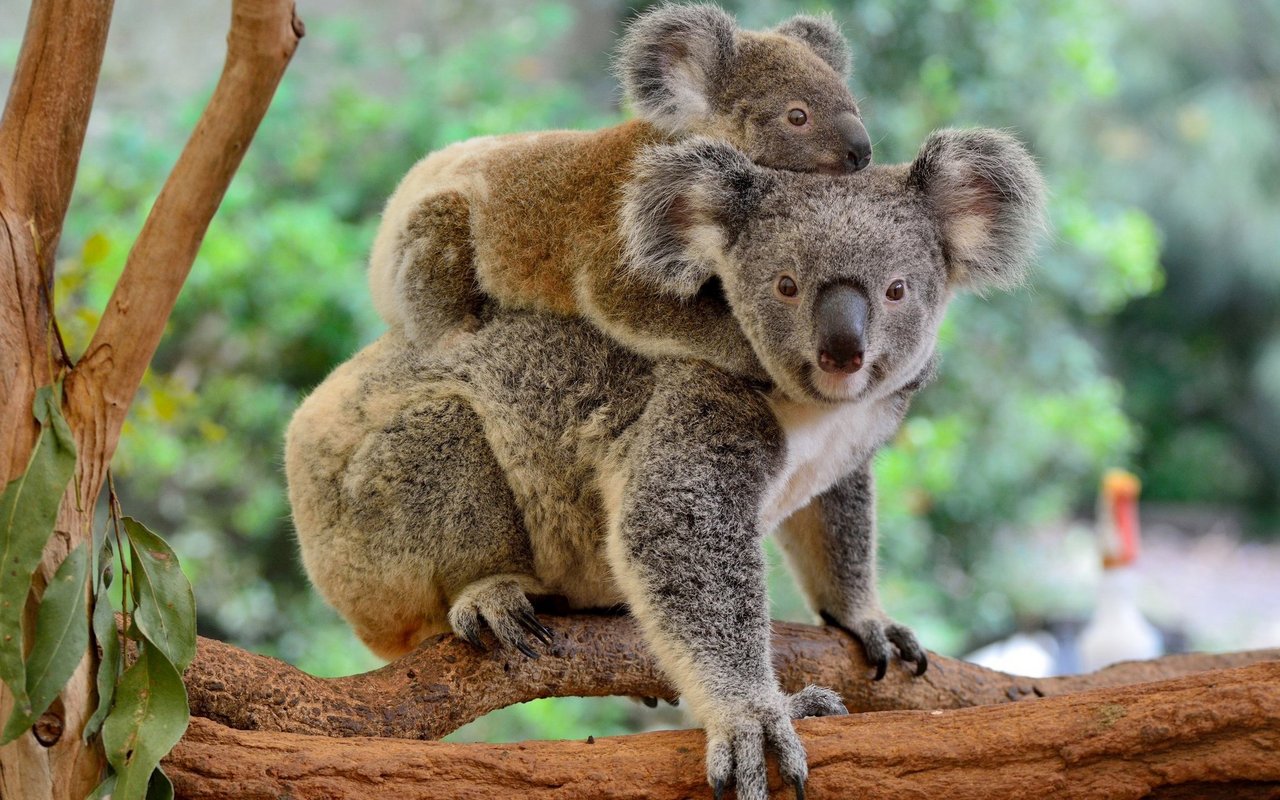 Koalas haben unter den grossen Buschbränden gelitten. 