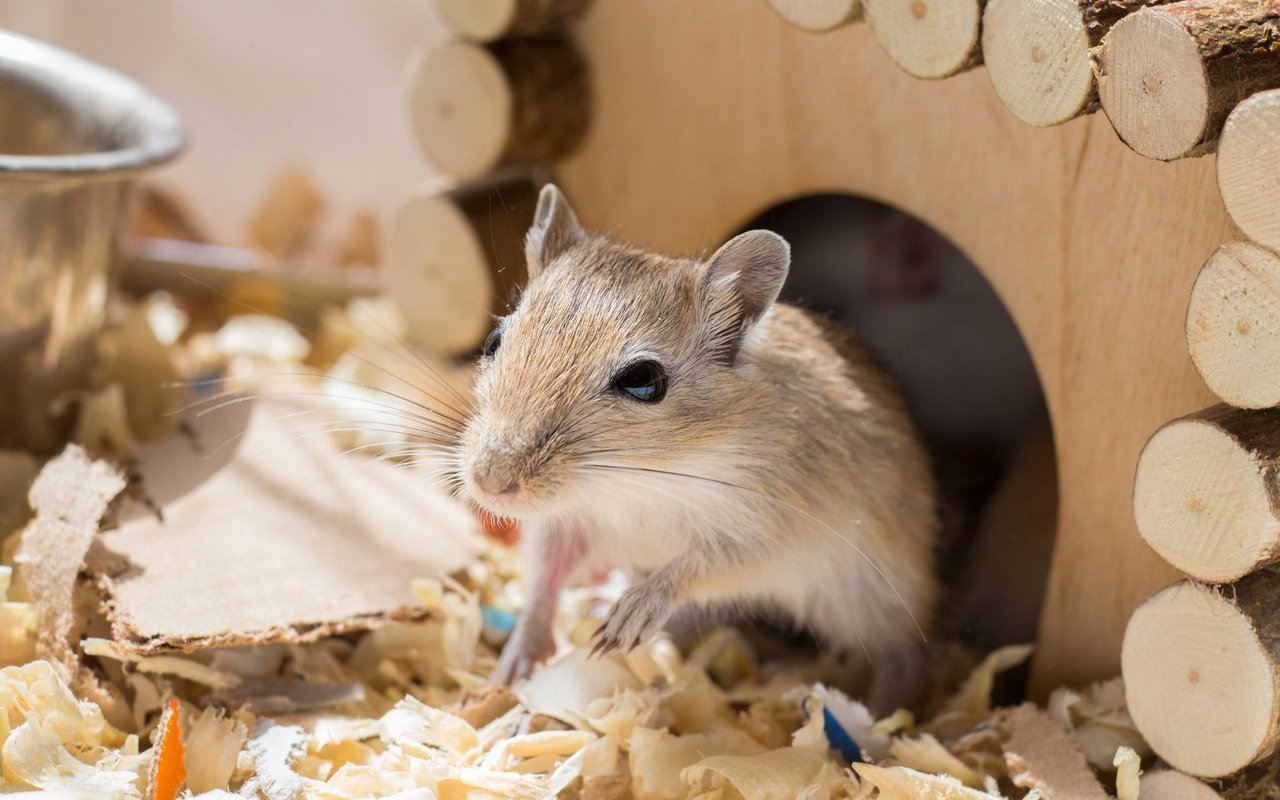 Die ideale Gruppengrösse liegt bei zwei Tieren, zudem sollten die Tiere vom gleichen Geschlecht oder kastriert sein.