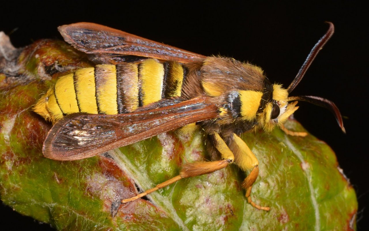 Einige Nachtalter, wie dieser Hornissen-Glasflügler, ahmen wehrhafte Insekten nach und werden deshalb oft gar nicht als Nachtfalter erkannt.