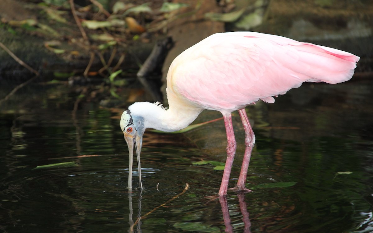 Dieser Rosa Löffler im Papiliorama ist ein Botschafter seiner Art. Sein Lebensraum in Belize wird durch den Schmetterlingsgarten geschützt. 