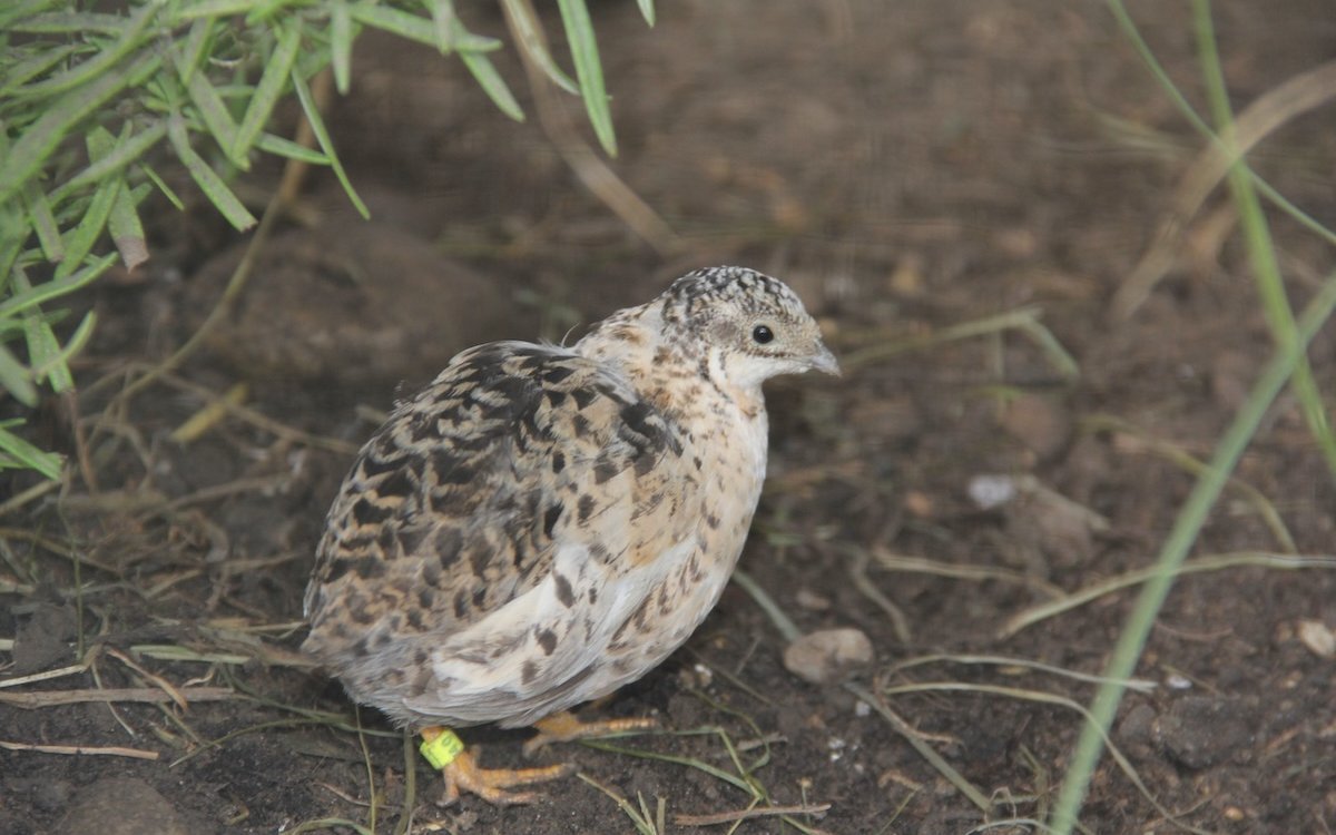 Chinesische Zwergwachtel in der Aussenvoliere. 